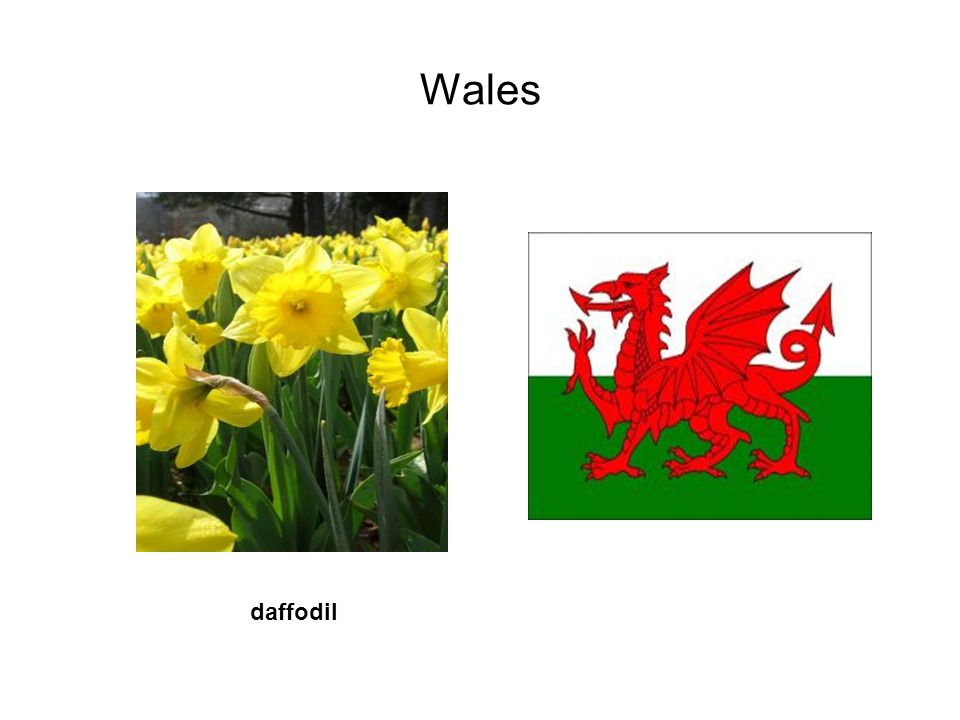 Wales daffodil