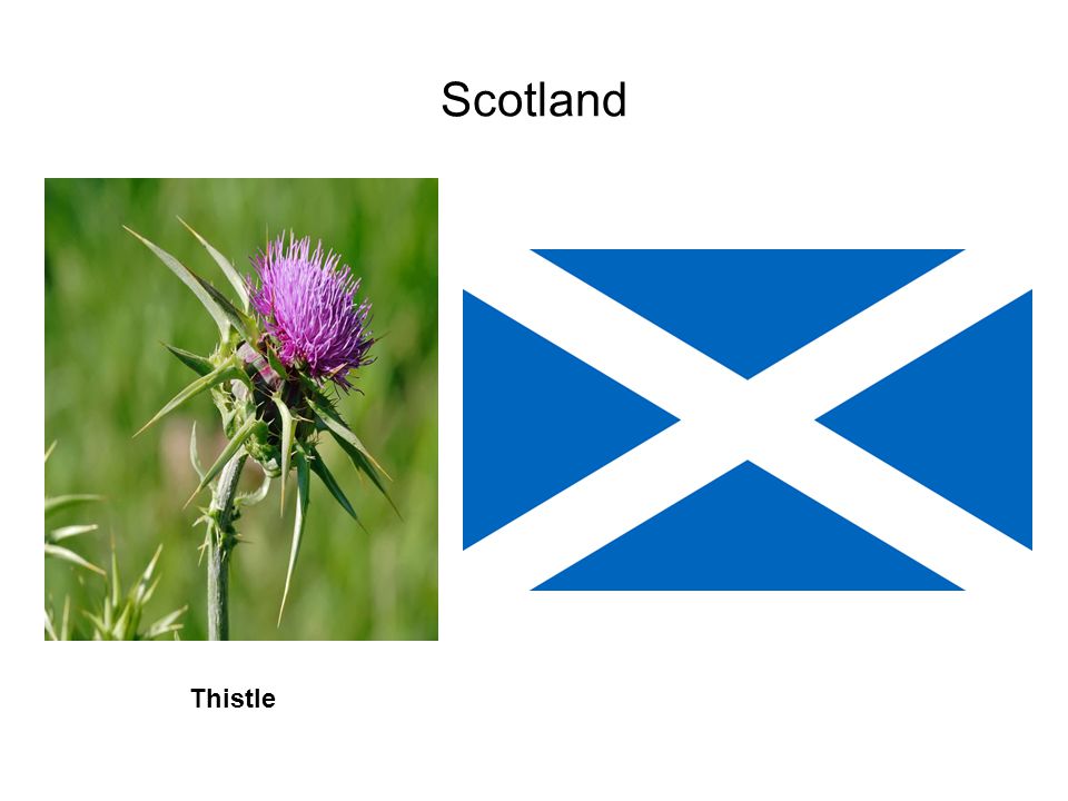 Scotland Thistle