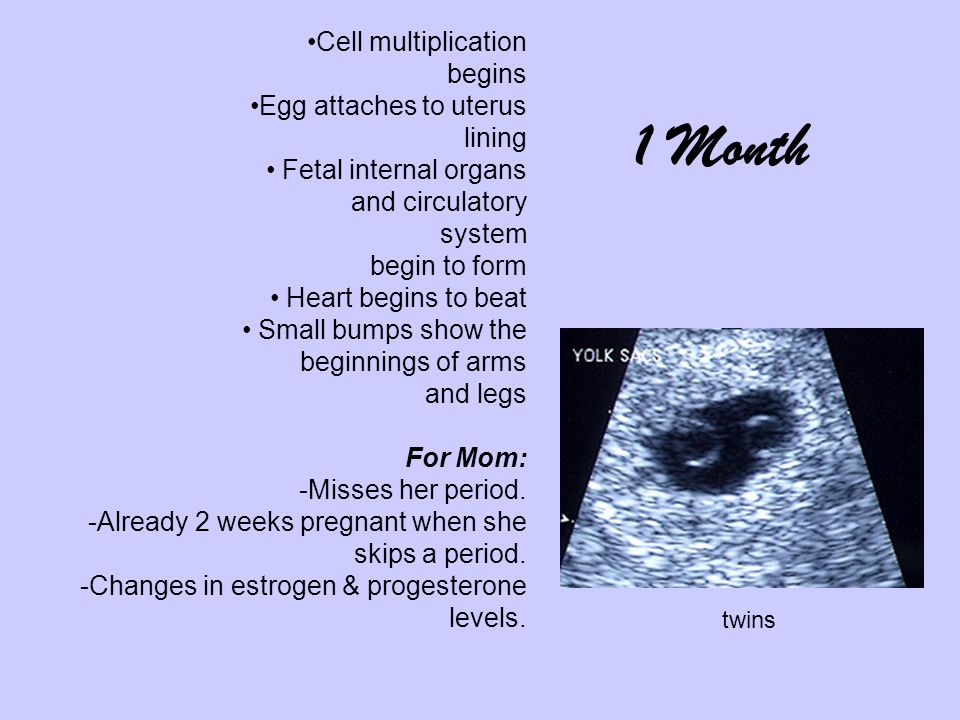 Cell multiplication begins Egg attaches to uterus lining Fetal internal organs and circulatory system begin to form Heart begins to beat Small bumps show the beginnings of arms and legs For Mom: -Misses her period.