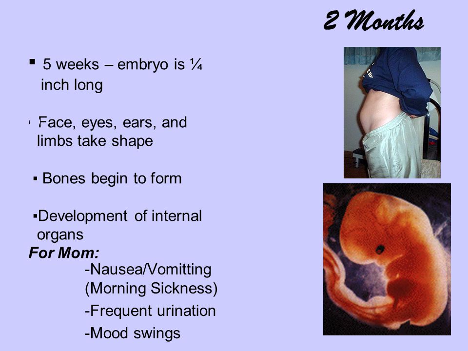 ▪ 5 weeks – embryo is ¼ inch long ▪ Face, eyes, ears, and limbs take shape ▪ Bones begin to form ▪Development of internal organs For Mom: 2 Months -Nausea/Vomitting (Morning Sickness) -Frequent urination -Mood swings