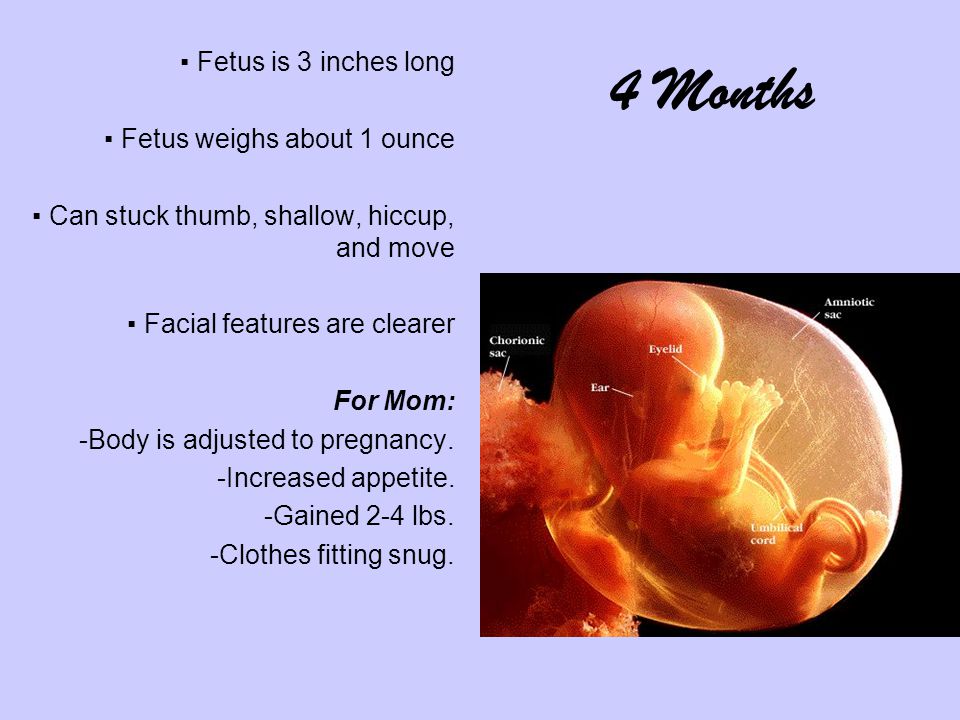▪ Fetus is 3 inches long ▪ Fetus weighs about 1 ounce ▪ Can stuck thumb, shallow, hiccup, and move ▪ Facial features are clearer For Mom: -Body is adjusted to pregnancy.