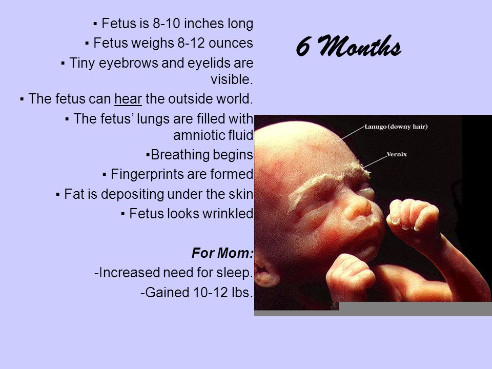 ▪ Fetus is 8-10 inches long ▪ Fetus weighs 8-12 ounces ▪ Tiny eyebrows and eyelids are visible.