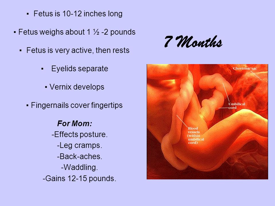 ▪ Fetus is inches long ▪ Fetus weighs about 1 ½ -2 pounds ▪ Fetus is very active, then rests ▪ Eyelids separate ▪ Vernix develops ▪ Fingernails cover fingertips For Mom: -Effects posture.