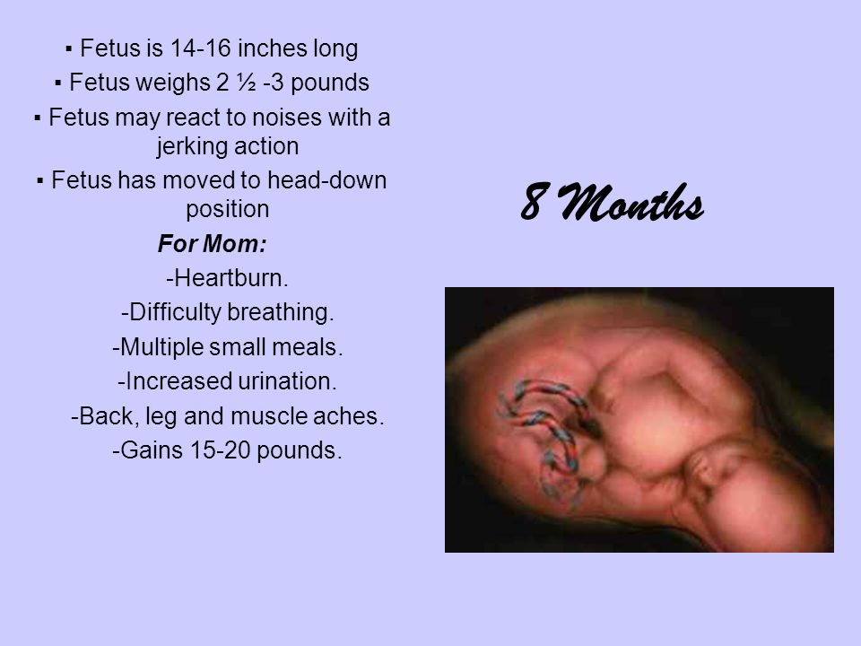 ▪ Fetus is inches long ▪ Fetus weighs 2 ½ -3 pounds ▪ Fetus may react to noises with a jerking action ▪ Fetus has moved to head-down position For Mom: -Heartburn.