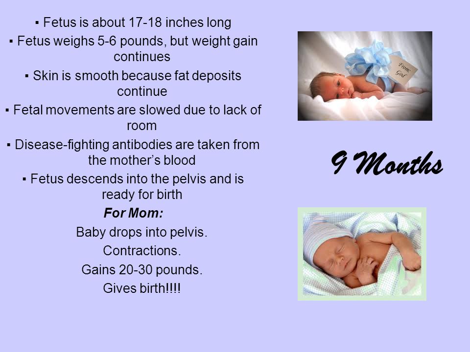 ▪ Fetus is about inches long ▪ Fetus weighs 5-6 pounds, but weight gain continues ▪ Skin is smooth because fat deposits continue ▪ Fetal movements are slowed due to lack of room ▪ Disease-fighting antibodies are taken from the mother’s blood ▪ Fetus descends into the pelvis and is ready for birth For Mom: Baby drops into pelvis.