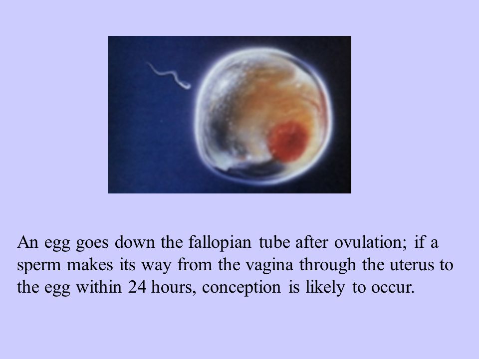 An egg goes down the fallopian tube after ovulation; if a sperm makes its way from the vagina through the uterus to the egg within 24 hours, conception is likely to occur.