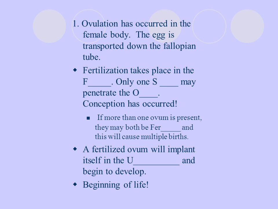 1. Ovulation has occurred in the female body. The egg is transported down the fallopian tube.