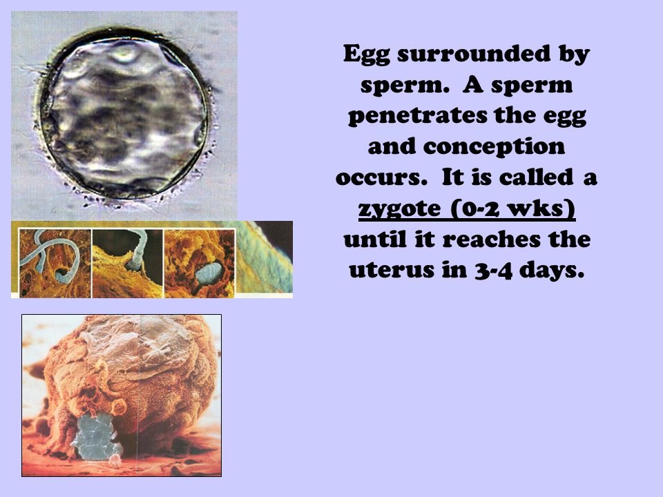 Egg surrounded by sperm. A sperm penetrates the egg and conception occurs.