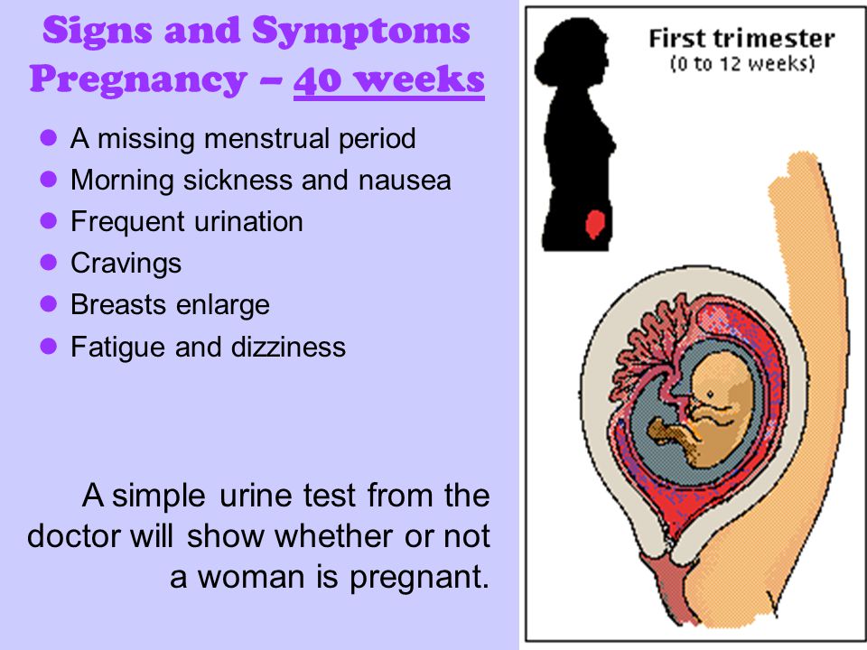 Signs and Symptoms Pregnancy – 40 weeks A missing menstrual period Morning sickness and nausea Frequent urination Cravings Breasts enlarge Fatigue and dizziness A simple urine test from the doctor will show whether or not a woman is pregnant.