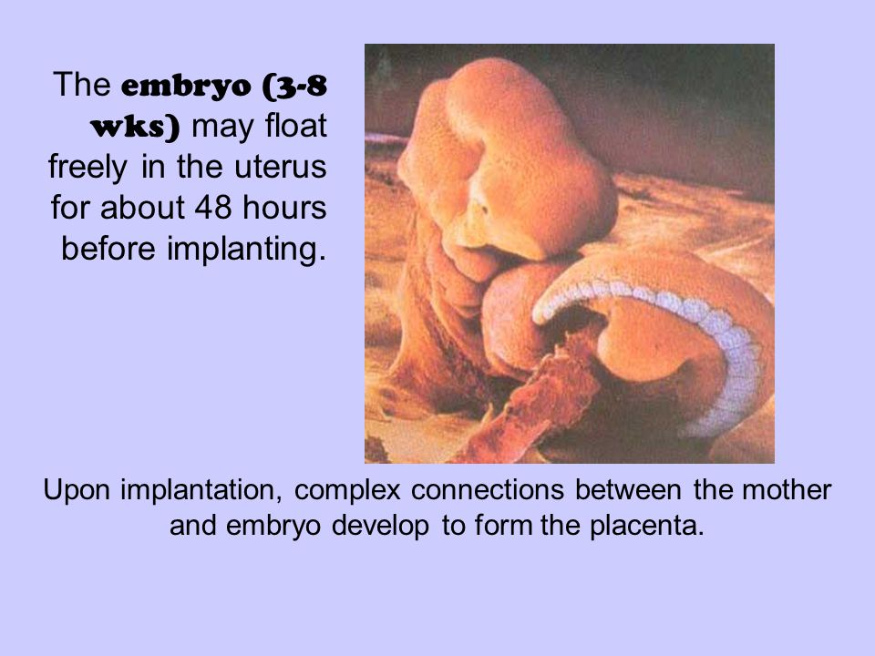 Upon implantation, complex connections between the mother and embryo develop to form the placenta.
