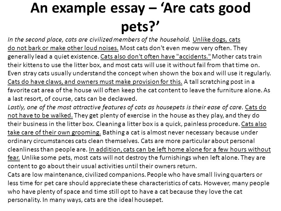 Why dogs are better than cats essay