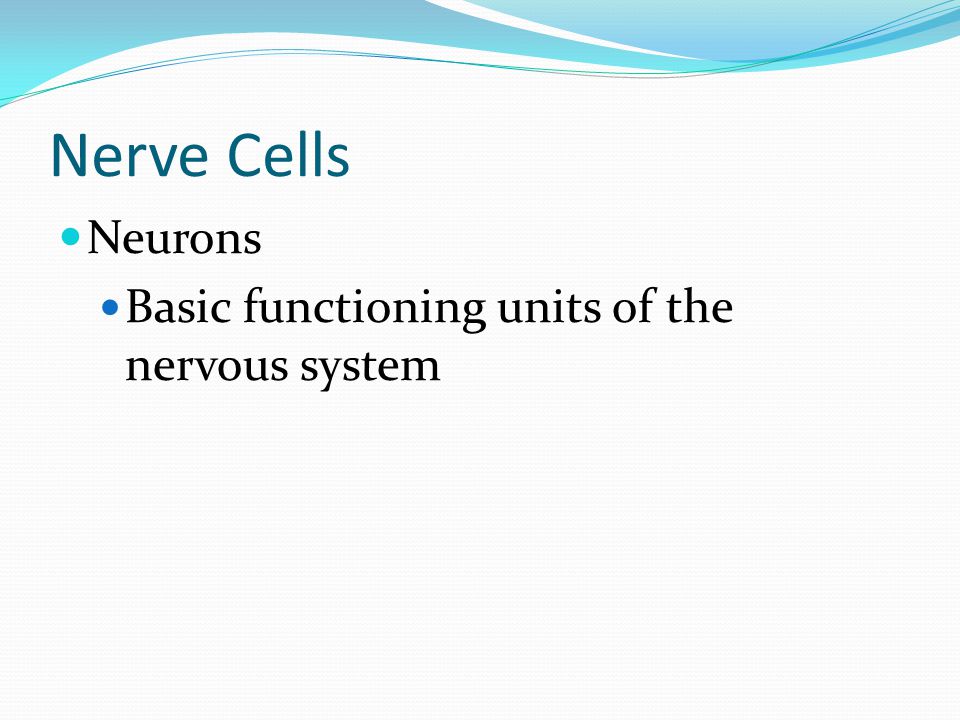 Nerve Cells Neurons Basic functioning units of the nervous system