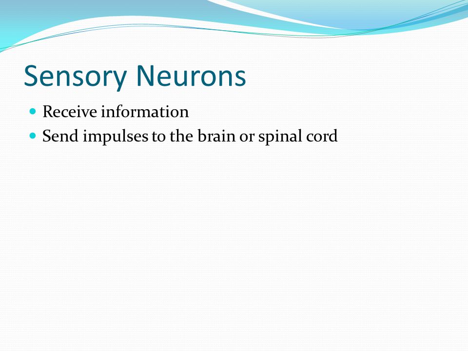 Sensory Neurons Receive information Send impulses to the brain or spinal cord