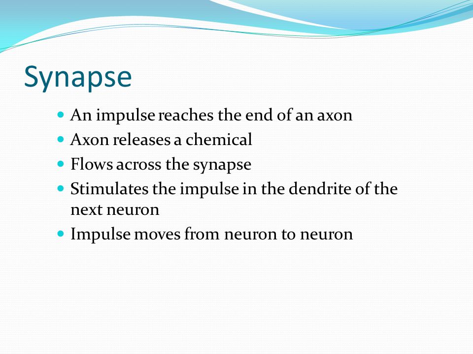 Synapse An impulse reaches the end of an axon Axon releases a chemical Flows across the synapse Stimulates the impulse in the dendrite of the next neuron Impulse moves from neuron to neuron