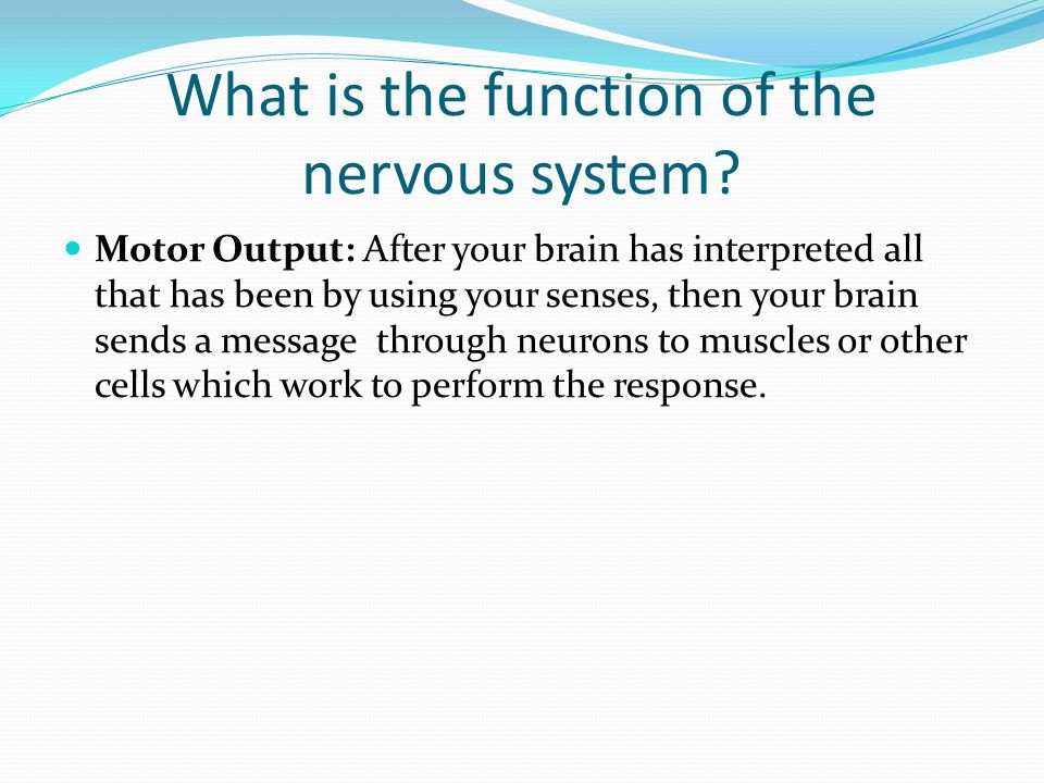 What is the function of the nervous system.