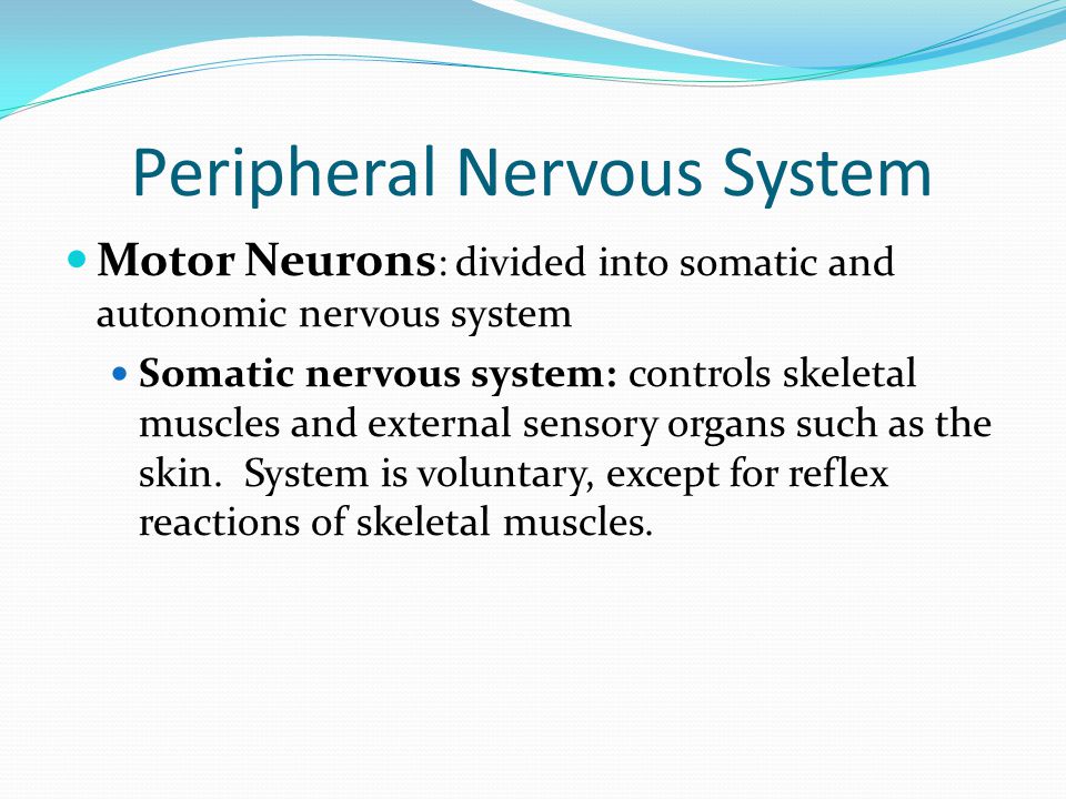 Peripheral Nervous System Motor Neurons : divided into somatic and autonomic nervous system Somatic nervous system: controls skeletal muscles and external sensory organs such as the skin.