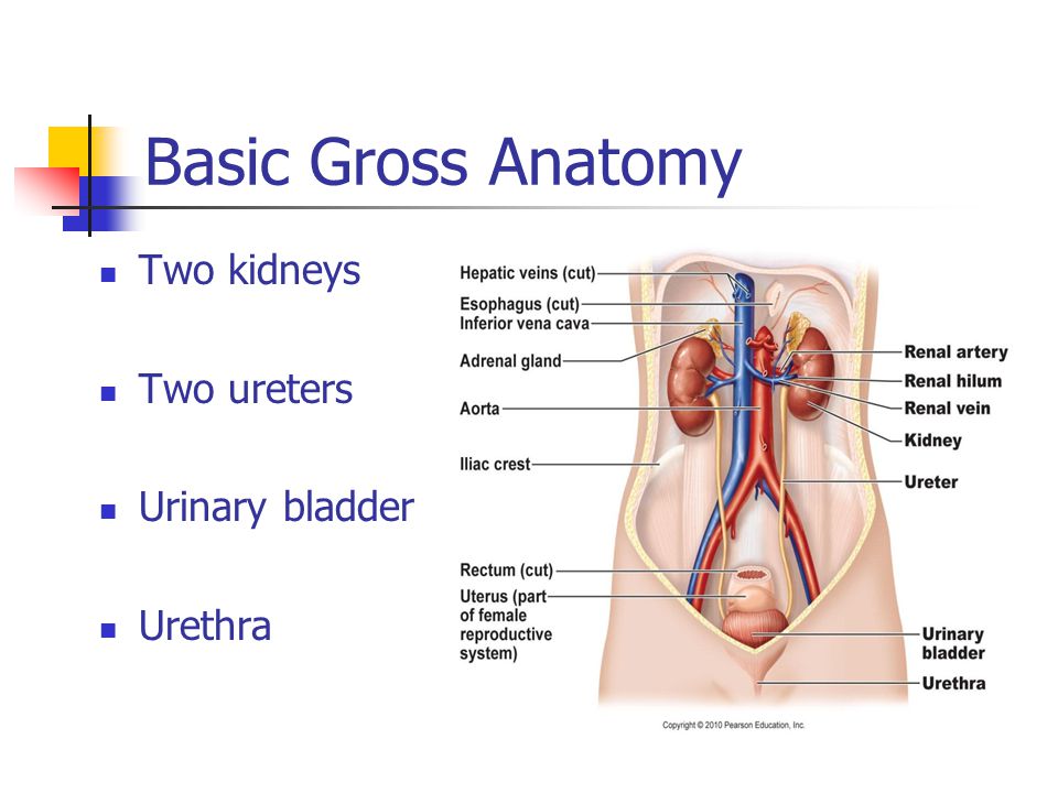 urinary system outline urinary system outline