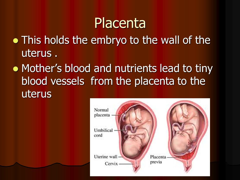 Placenta This holds the embryo to the wall of the uterus.