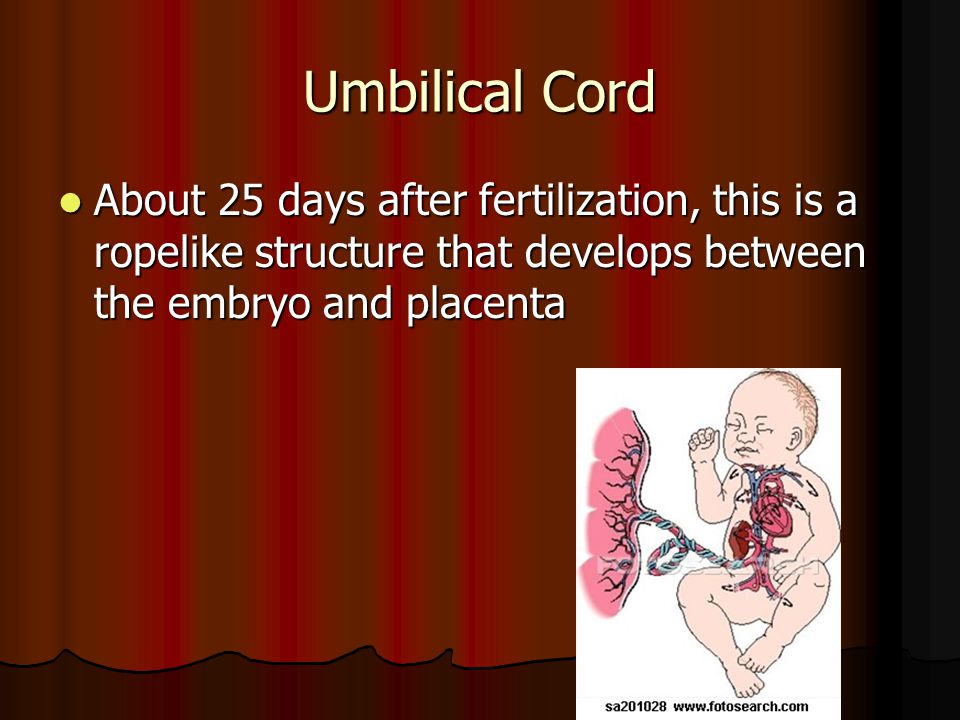 Umbilical Cord About 25 days after fertilization, this is a ropelike structure that develops between the embryo and placenta About 25 days after fertilization, this is a ropelike structure that develops between the embryo and placenta
