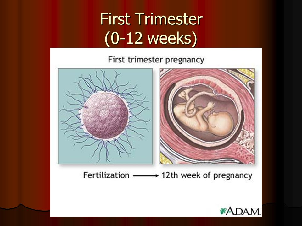 First Trimester (0-12 weeks)