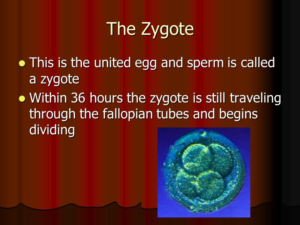 The Zygote This is the united egg and sperm is called a zygote This is the united egg and sperm is called a zygote Within 36 hours the zygote is still traveling through the fallopian tubes and begins dividing Within 36 hours the zygote is still traveling through the fallopian tubes and begins dividing