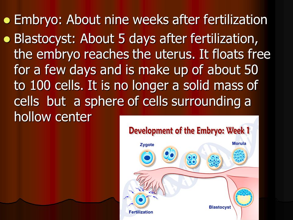 Embryo: About nine weeks after fertilization Embryo: About nine weeks after fertilization Blastocyst: About 5 days after fertilization, the embryo reaches the uterus.