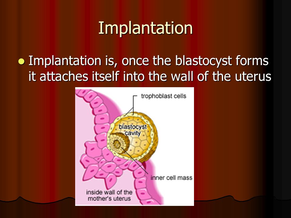 Implantation Implantation is, once the blastocyst forms it attaches itself into the wall of the uterus Implantation is, once the blastocyst forms it attaches itself into the wall of the uterus