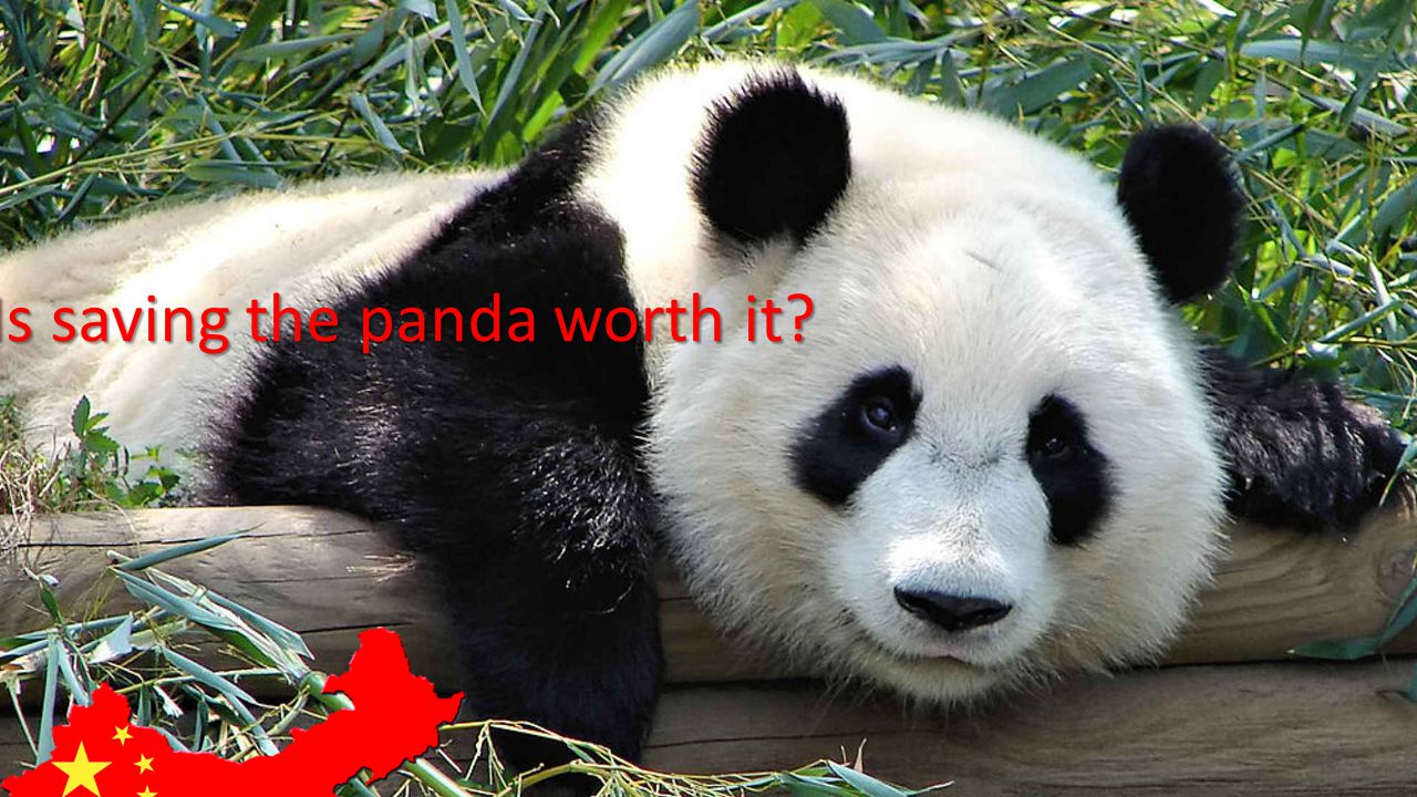Is panda conservation worth it.