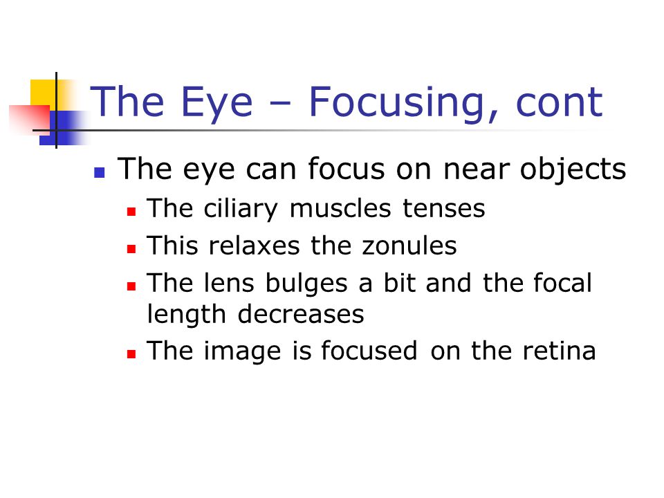 The Eye – Focusing, cont The eye can focus on near objects The ciliary muscles tenses This relaxes the zonules The lens bulges a bit and the focal length decreases The image is focused on the retina