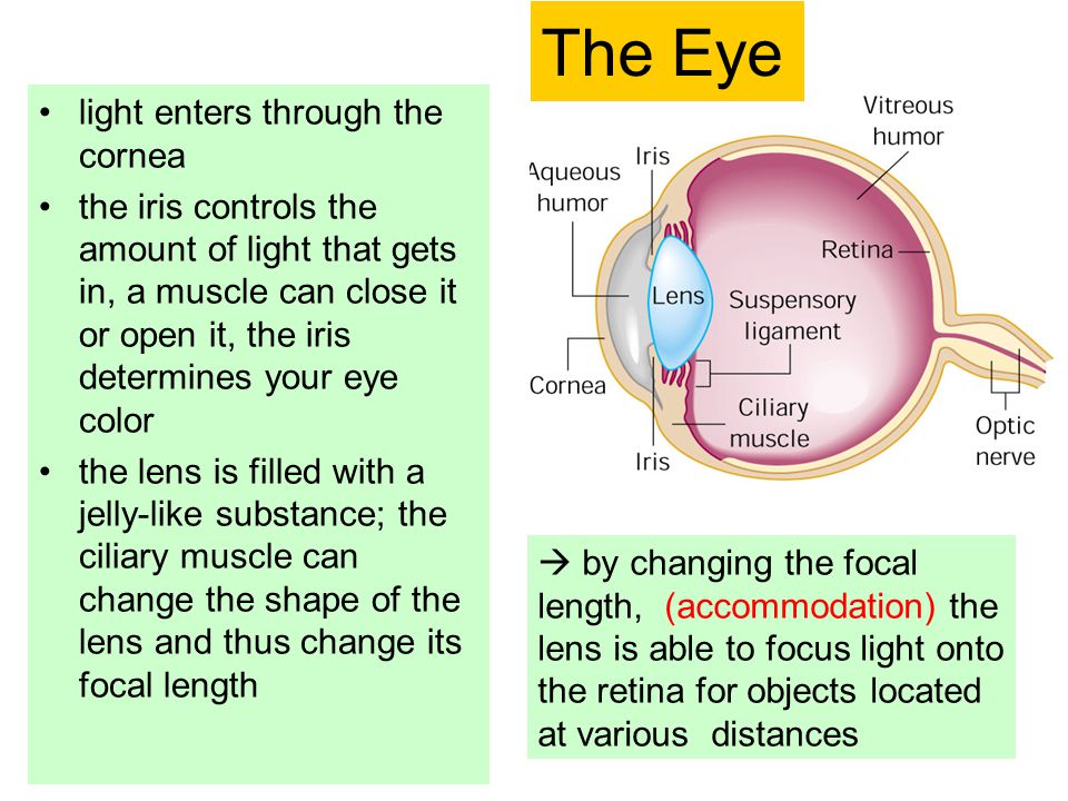 light enters through the cornea the iris controls the amount of light that gets in, a muscle can close it or open it, the iris determines your eye color the lens is filled with a jelly-like substance; the ciliary muscle can change the shape of the lens and thus change its focal length The Eye  by changing the focal length, (accommodation) the lens is able to focus light onto the retina for objects located at various distances