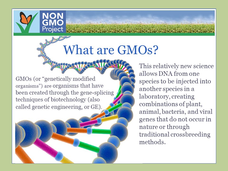 What are GMOs GMOs (or genetically modified organisms ) are organisms that have been created through the gene-splicing techniques of biotechnology (also called genetic engineering, or GE).