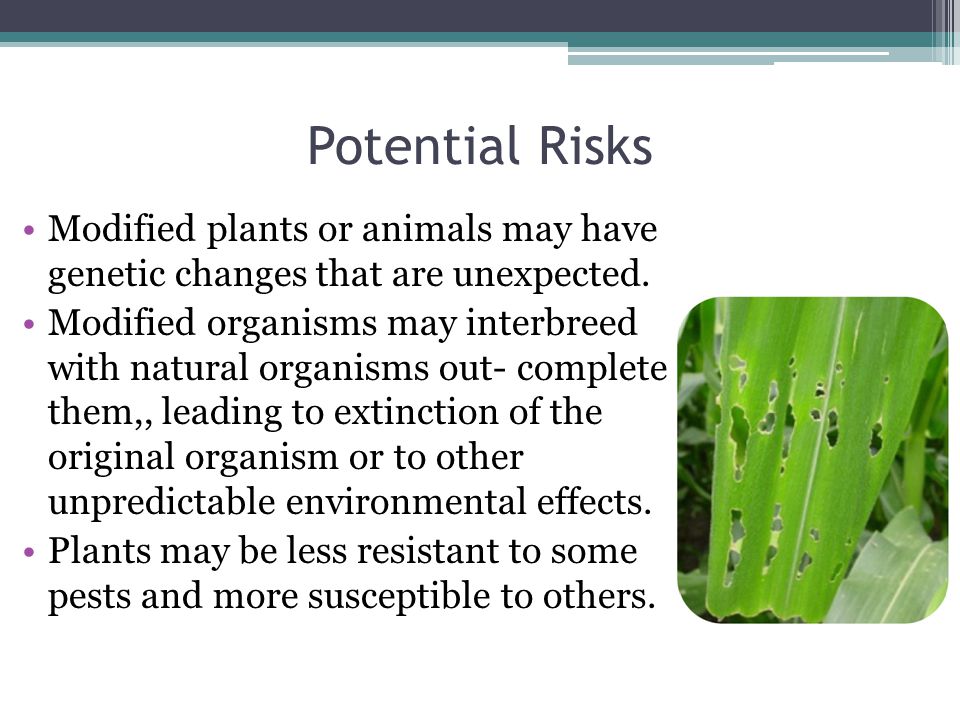 Potential Risks Modified plants or animals may have genetic changes that are unexpected.