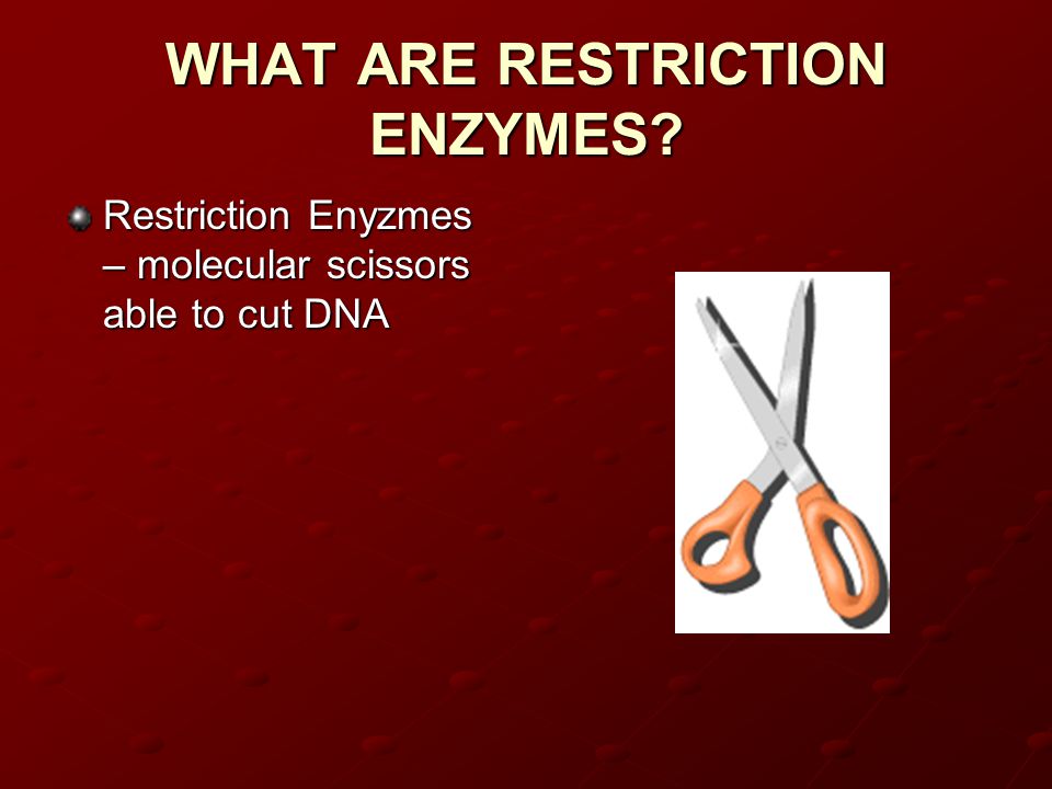 WHAT ARE RESTRICTION ENZYMES Restriction Enyzmes – molecular scissors able to cut DNA