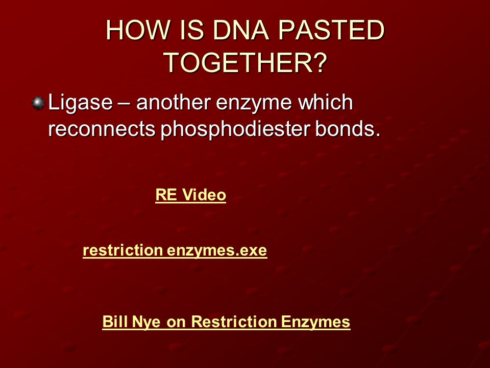 HOW IS DNA PASTED TOGETHER. Ligase – another enzyme which reconnects phosphodiester bonds.