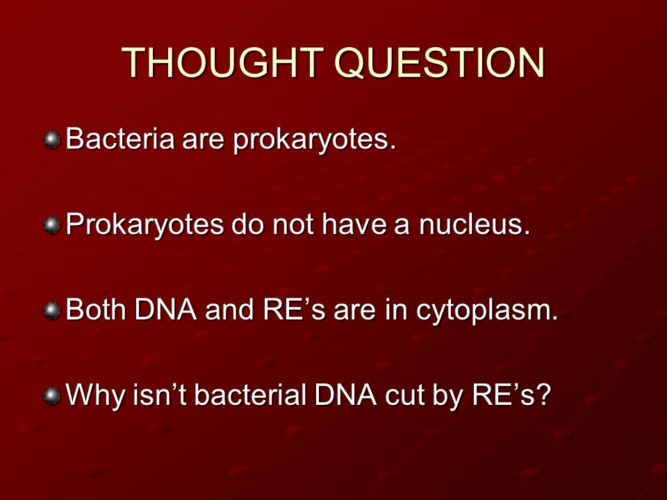 THOUGHT QUESTION Bacteria are prokaryotes. Prokaryotes do not have a nucleus.