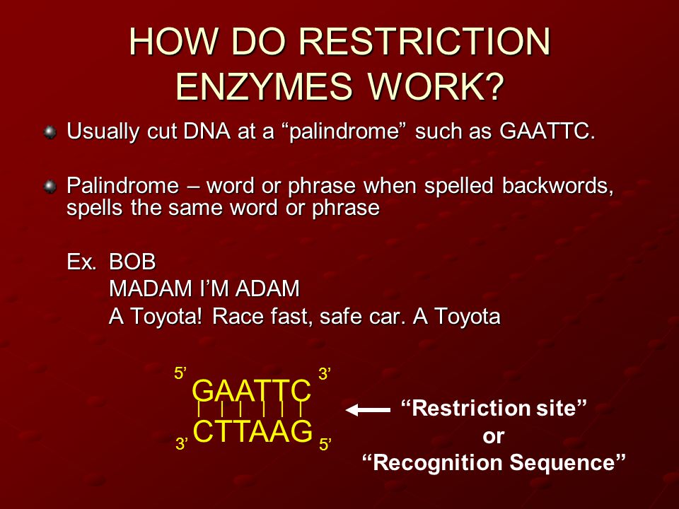 HOW DO RESTRICTION ENZYMES WORK. Usually cut DNA at a palindrome such as GAATTC.