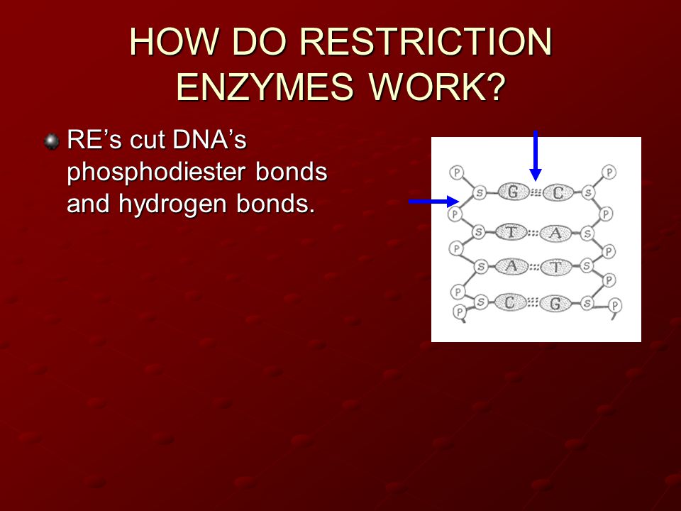 HOW DO RESTRICTION ENZYMES WORK RE’s cut DNA’s phosphodiester bonds and hydrogen bonds.
