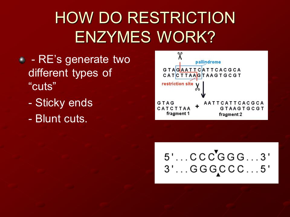 HOW DO RESTRICTION ENZYMES WORK.