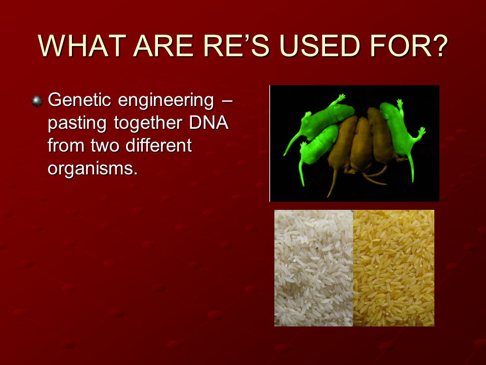 WHAT ARE RE’S USED FOR Genetic engineering – pasting together DNA from two different organisms.