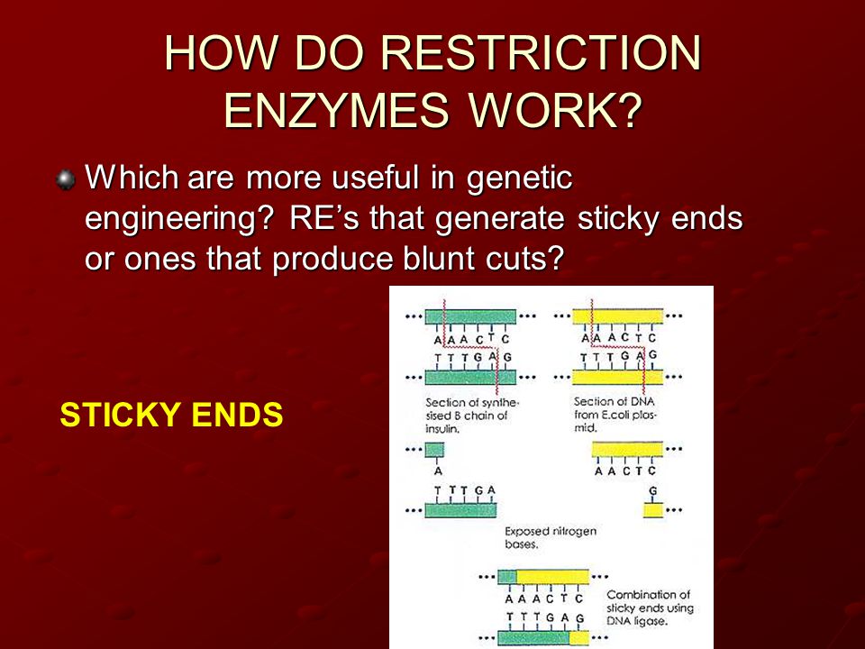 HOW DO RESTRICTION ENZYMES WORK. Which are more useful in genetic engineering.