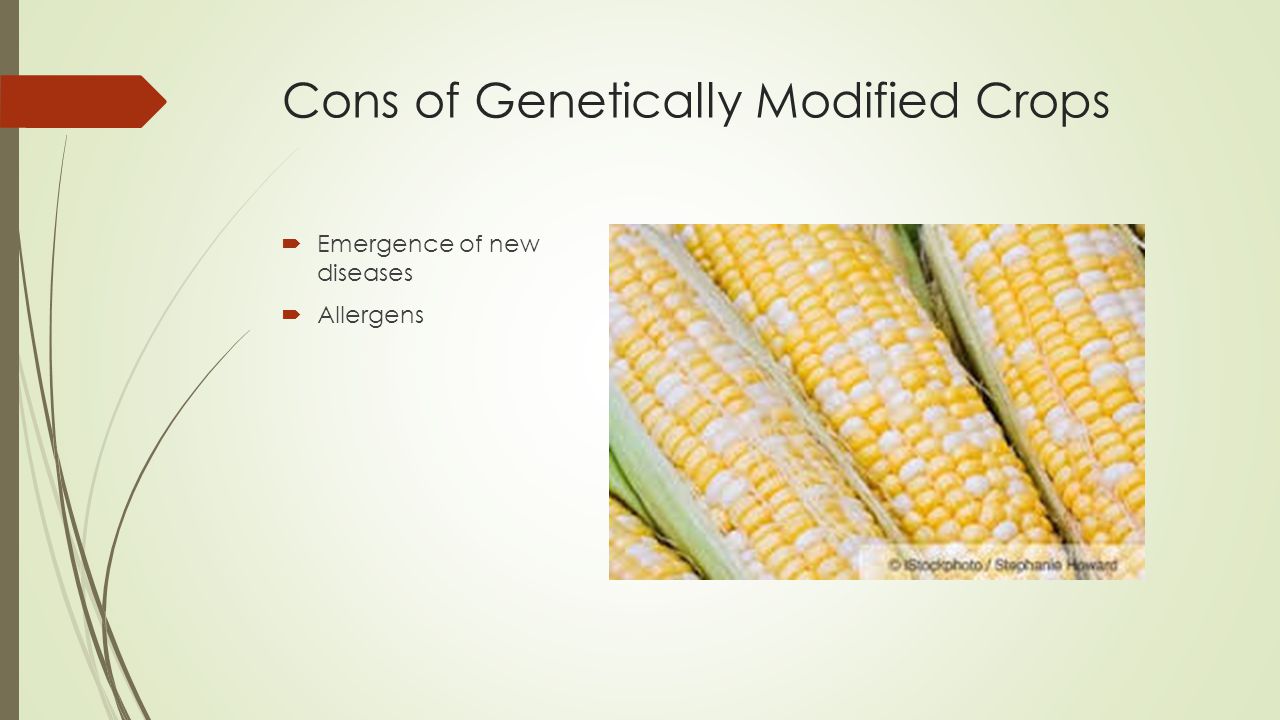 Cons of Genetically Modified Crops  Emergence of new diseases  Allergens