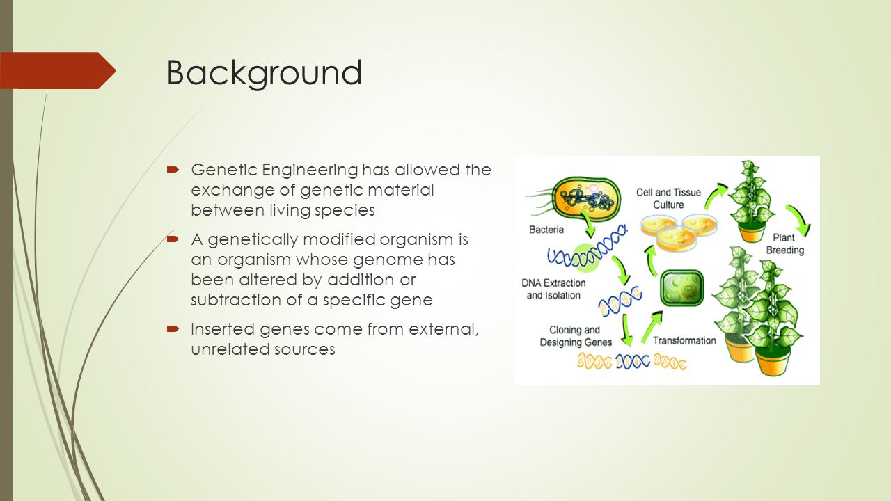 Background  Genetic Engineering has allowed the exchange of genetic material between living species  A genetically modified organism is an organism whose genome has been altered by addition or subtraction of a specific gene  Inserted genes come from external, unrelated sources