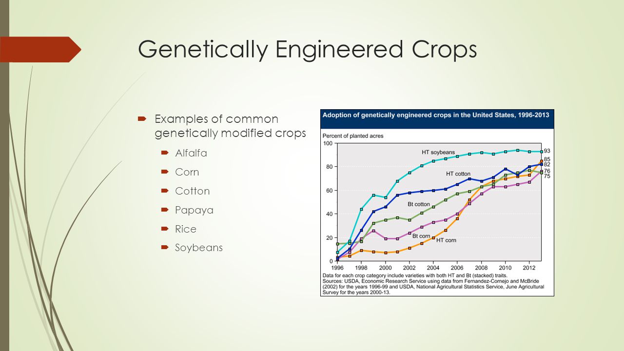Genetically Engineered Crops  Examples of common genetically modified crops  Alfalfa  Corn  Cotton  Papaya  Rice  Soybeans