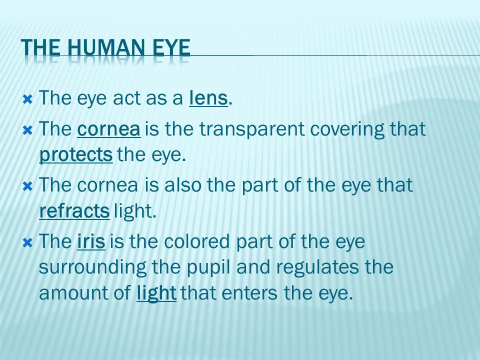  The eye act as a lens.  The cornea is the transparent covering that protects the eye.
