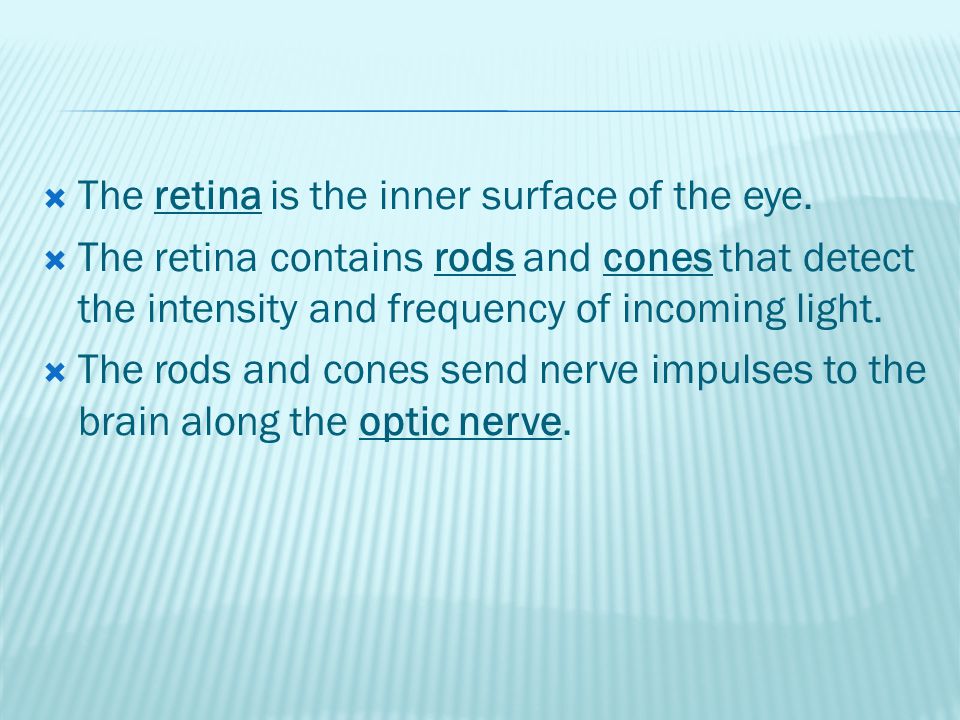  The retina is the inner surface of the eye.
