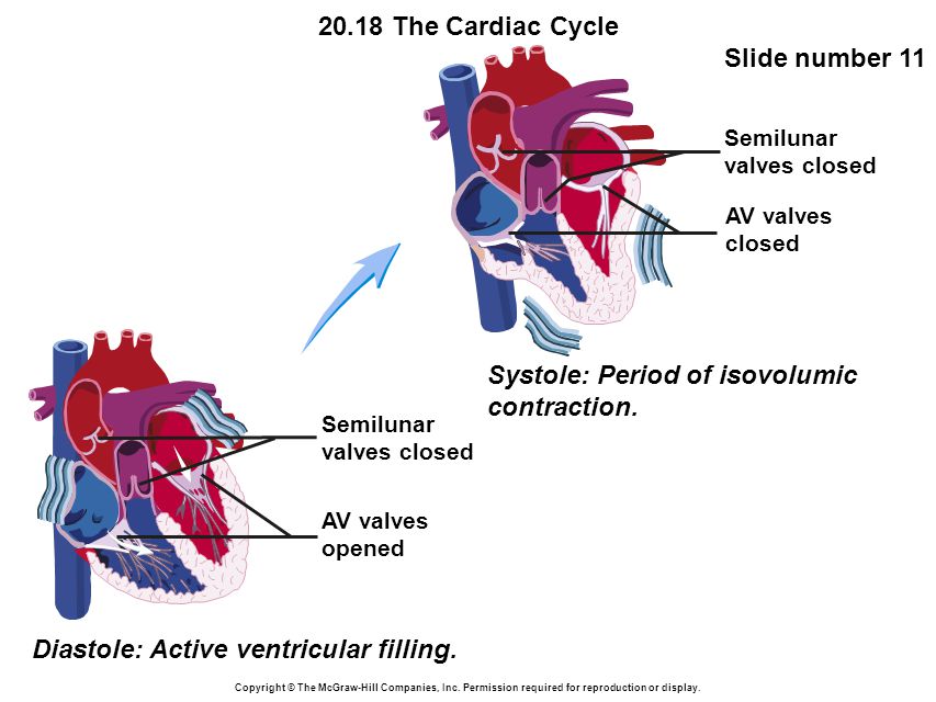 20.18 The Cardiac Cycle Slide number 11 Copyright © The McGraw-Hill Companies, Inc.