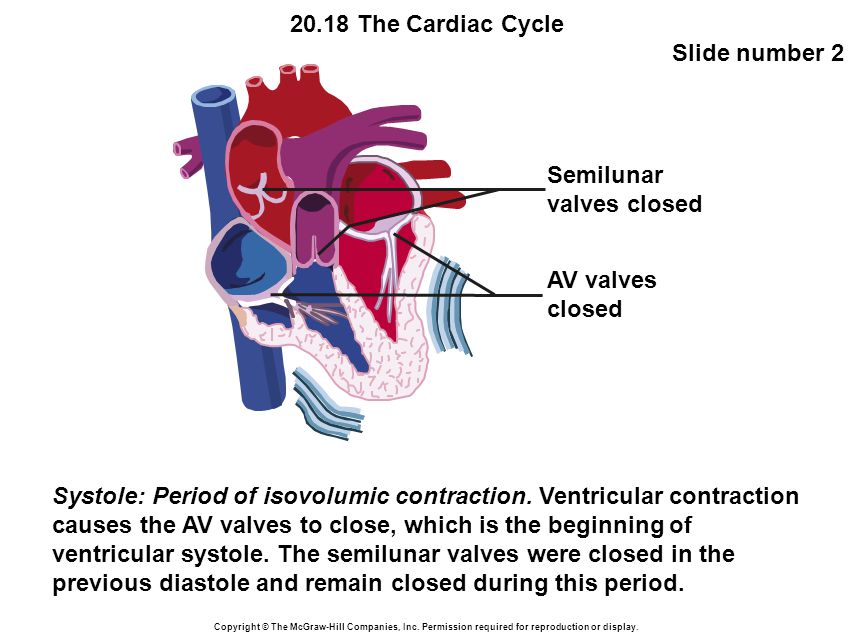 20.18 The Cardiac Cycle Slide number 2 Copyright © The McGraw-Hill Companies, Inc.
