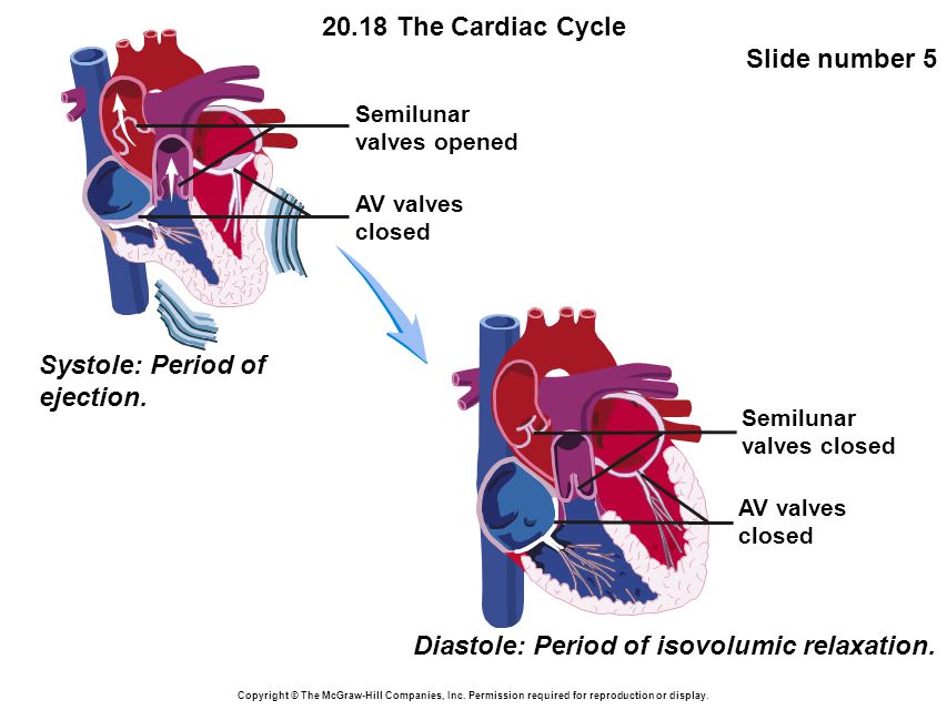 20.18 The Cardiac Cycle Slide number 5 Copyright © The McGraw-Hill Companies, Inc.