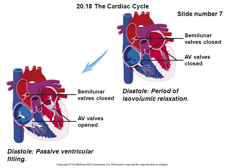 20.18 The Cardiac Cycle Slide number 7 Copyright © The McGraw-Hill Companies, Inc.