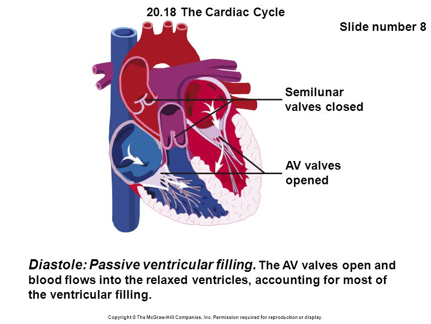 20.18 The Cardiac Cycle Slide number 8 Copyright © The McGraw-Hill Companies, Inc.